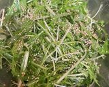 水菜のナムル作り方2写真
