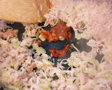 麻婆豆腐、厚揚げプラス。作り方4写真