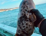釣ってきたアカメフグで寿司作り方1写真