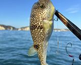 釣ってきたショウサイフグの天ぷら作り方1写真