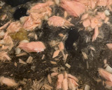 ツナと柚子胡椒の簡単和風パスタ作り方2写真