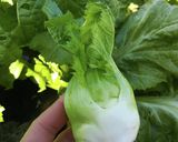 農家の食卓〜子持ち高菜の天ぷら〜作り方1写真