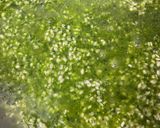 ちぢみほうれん草のリゾット作り方9写真