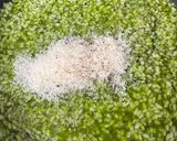ちぢみほうれん草のリゾット作り方11写真