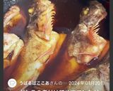 すき焼きのタレでガシラ（カサゴ）の煮付け作り方6写真