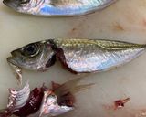 小アジの焼き浸し作り方1写真