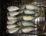 小アジの焼き浸し作り方4写真