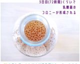 Sweet玄米乳酸菌ドリンク作り方8写真