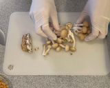 体ぽかぽか！簡単！ラクックで豆腐グラタン作り方3写真