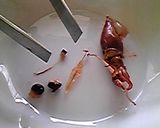 ホタルイカをおいしく食べるために♡作り方1写真