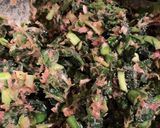 ほうれん草たっぷり！ヘルシー餃子作り方3写真