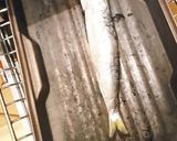 いわし丸干しフレンチドレッシングがけ作り方1写真