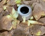 ユダヤアップルケーキ作り方5写真
