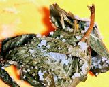 基本のトマトソース作り方6写真