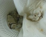 牡蠣フライ（フライパンで揚げる）作り方1写真