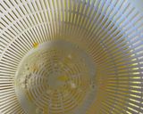 絶品！！\簡単茶碗蒸し/作り方8写真