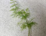 サーモンとジャガイモの串焼き作り方10写真