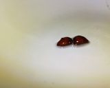かりんシロップ作り方10写真