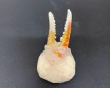ライスP お店みたいな かにシュウマイ作り方8写真