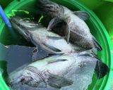 釣って来たクロソイのキムチ鍋作り方1写真
