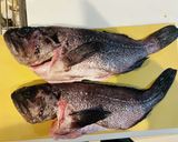 釣って来たクロソイのキムチ鍋作り方4写真