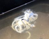 ▲山ごはん▲ふくしゃぶラーメン作り方2写真