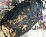 長持ち保証！土付きレンコンの簡単保存法作り方1写真