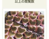 オーブン要らず!生チョコスモアタルト!作り方7写真