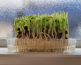 豆苗の再生作り方3写真