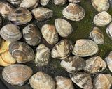 お家イタリアン♪濃厚ボンゴレビアンコ作り方5写真