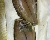 カレイのイソ煮（ホットクック調理）作り方1写真