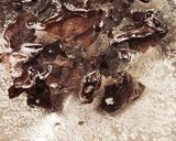 キクラゲともやしのすり胡麻サラダ☆常備菜作り方1写真