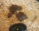 めちゃウマ 肉味噌作り方2写真