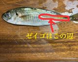 骨まで食べれる小アジのフライ作り方1写真
