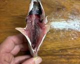 骨まで食べれる小アジのフライ作り方2写真