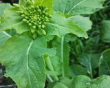 菜の花パスタ作り方1写真