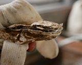 焼き牡蠣作り方3写真
