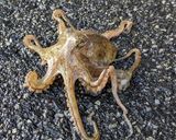 イイダコの刺し身(塩ゆで)作り方1写真