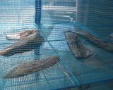 美味しいみりん干し作り方3写真