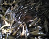 茎わかめと　きのこの佃煮作り方4写真
