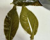 ケークサレ風の桜の葉のケーキ作り方5写真