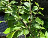 桜の塩漬けVre2作り方1写真