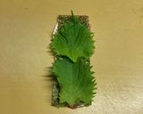 お弁当やおつまみに!子供も大好き!梅しそ巻き!!作り方3写真
