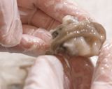食欲そそる！イイダコチリ【食遺産】作り方4写真