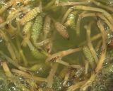 春のつくしを食べて花粉症撃退だ花粉症予防作り方4写真