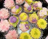 春♪ピンクで可愛い♡桜の花のおはぎ作り方5写真