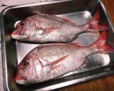 天然真鯛やイサキ等の美味しい食べ方作り方6写真