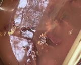 鳥レバーの中華煮　作り方4写真