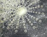 うちの定番♪ケチャップライス*オムライス作り方9写真