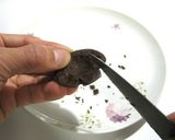 チョコで作った柿の器と柿の寒天ゼリー作り方10写真